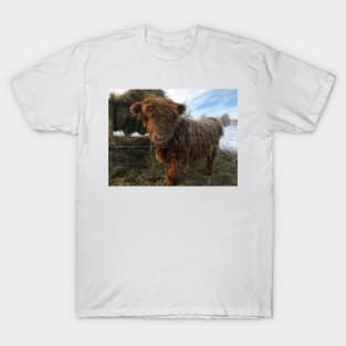 Scottish Highland Cattle Calf 1895 T-Shirt